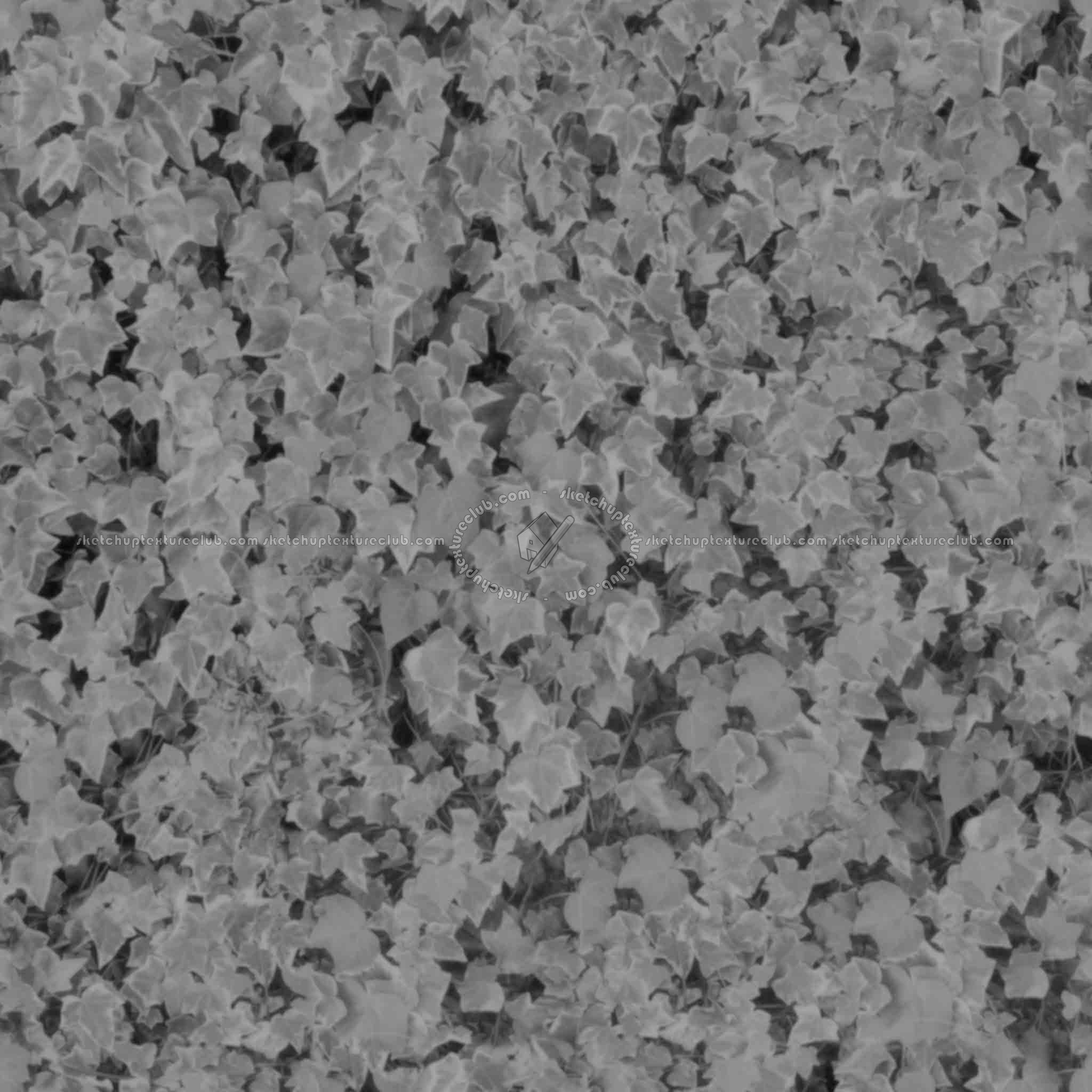 Textures   -   NATURE ELEMENTS   -   VEGETATION   -   Hedges  - ivy hedge PBR texture seamless 21451 - Displacement