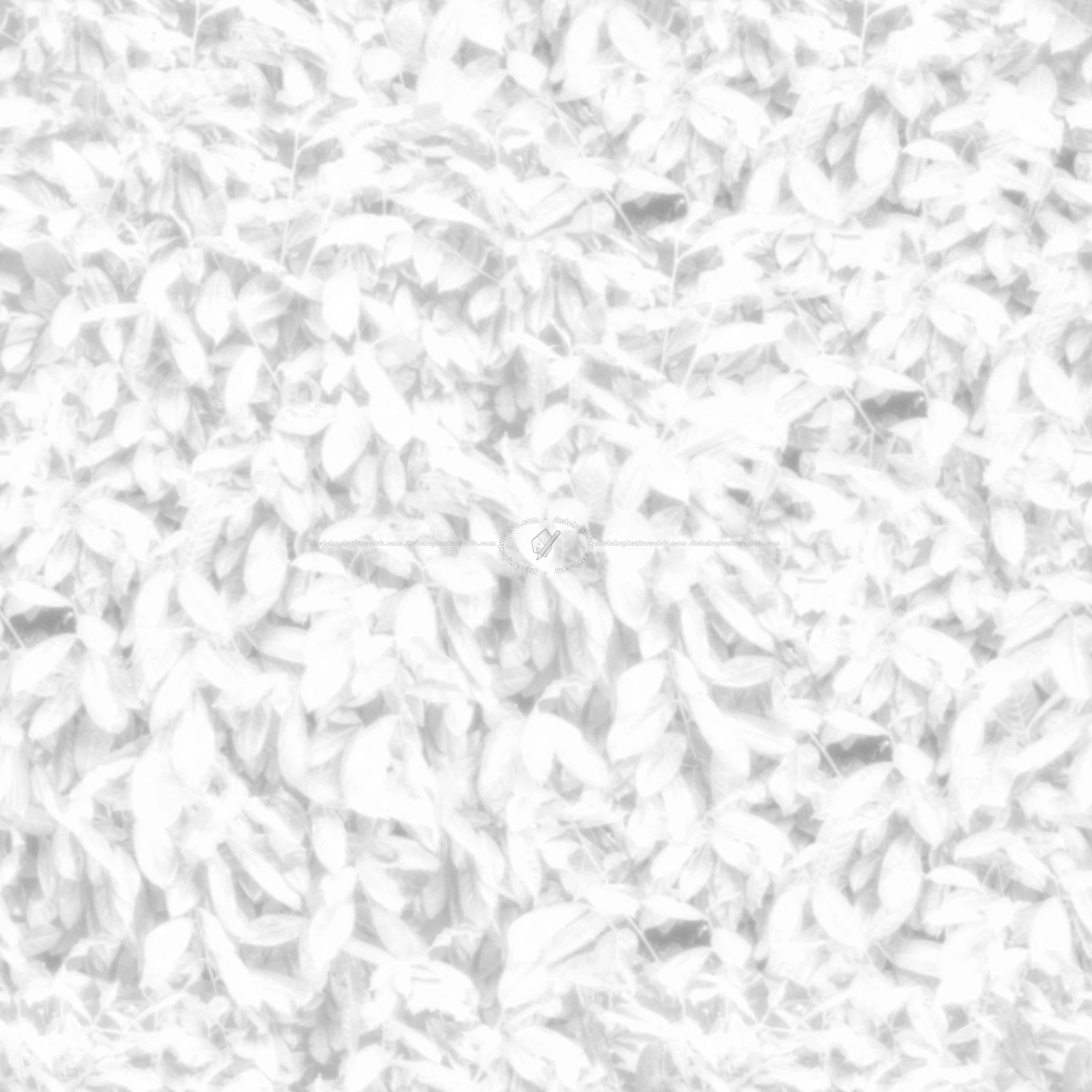 Textures   -   NATURE ELEMENTS   -   VEGETATION   -   Hedges  - Laurel hedge pbr texture seamless 22096 - Ambient occlusion