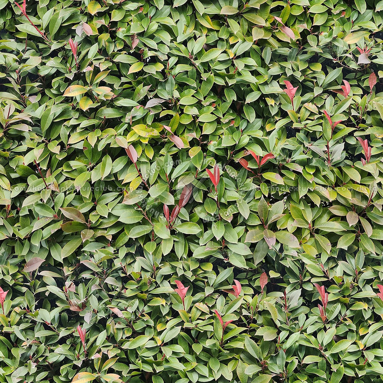 Textures   -   NATURE ELEMENTS   -   VEGETATION   -   Hedges  - Garden hedge pbr texture seamless 22172 (seamless)