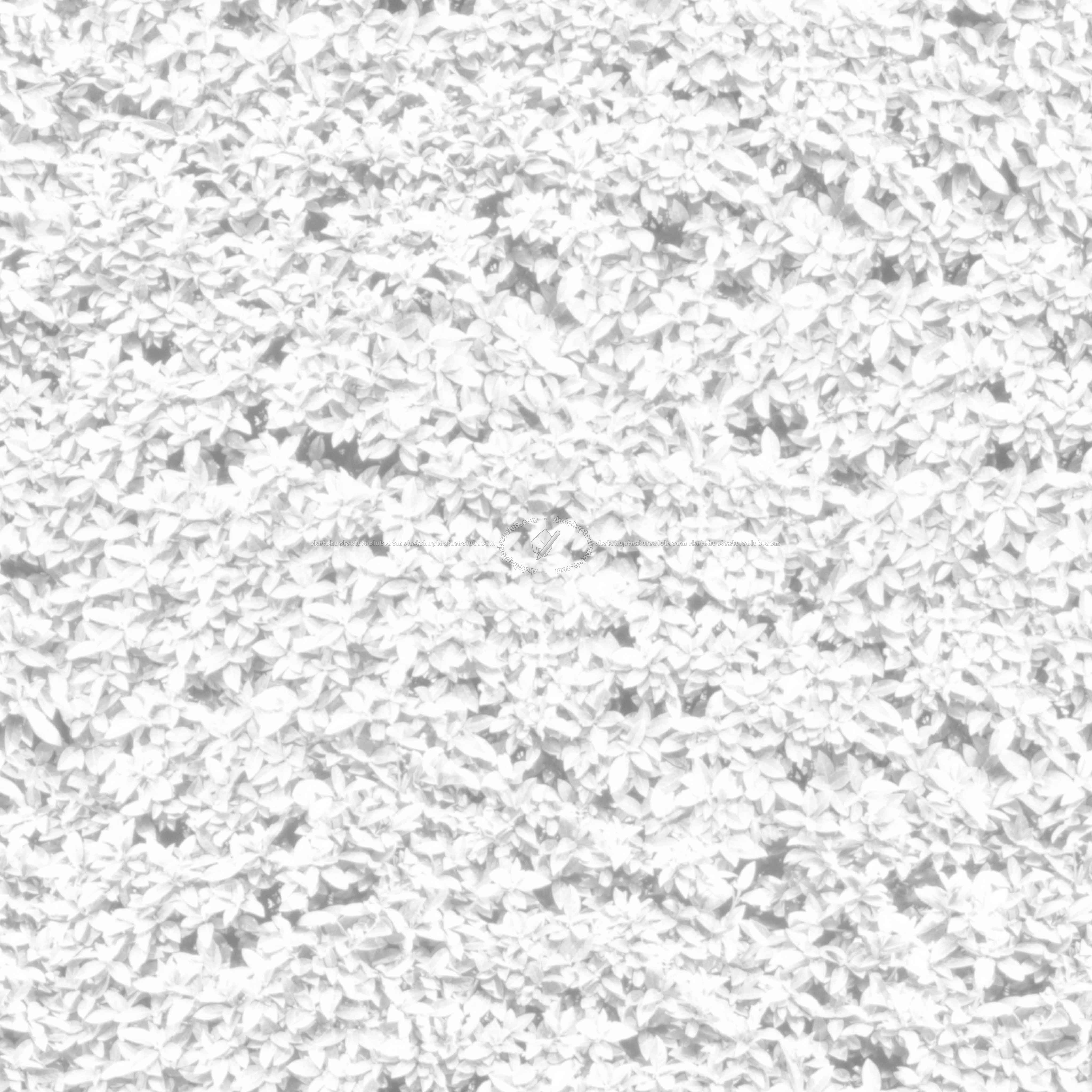 Textures   -   NATURE ELEMENTS   -   VEGETATION   -   Hedges  - Garden hedge pbr texture seamless 22173 - Ambient occlusion