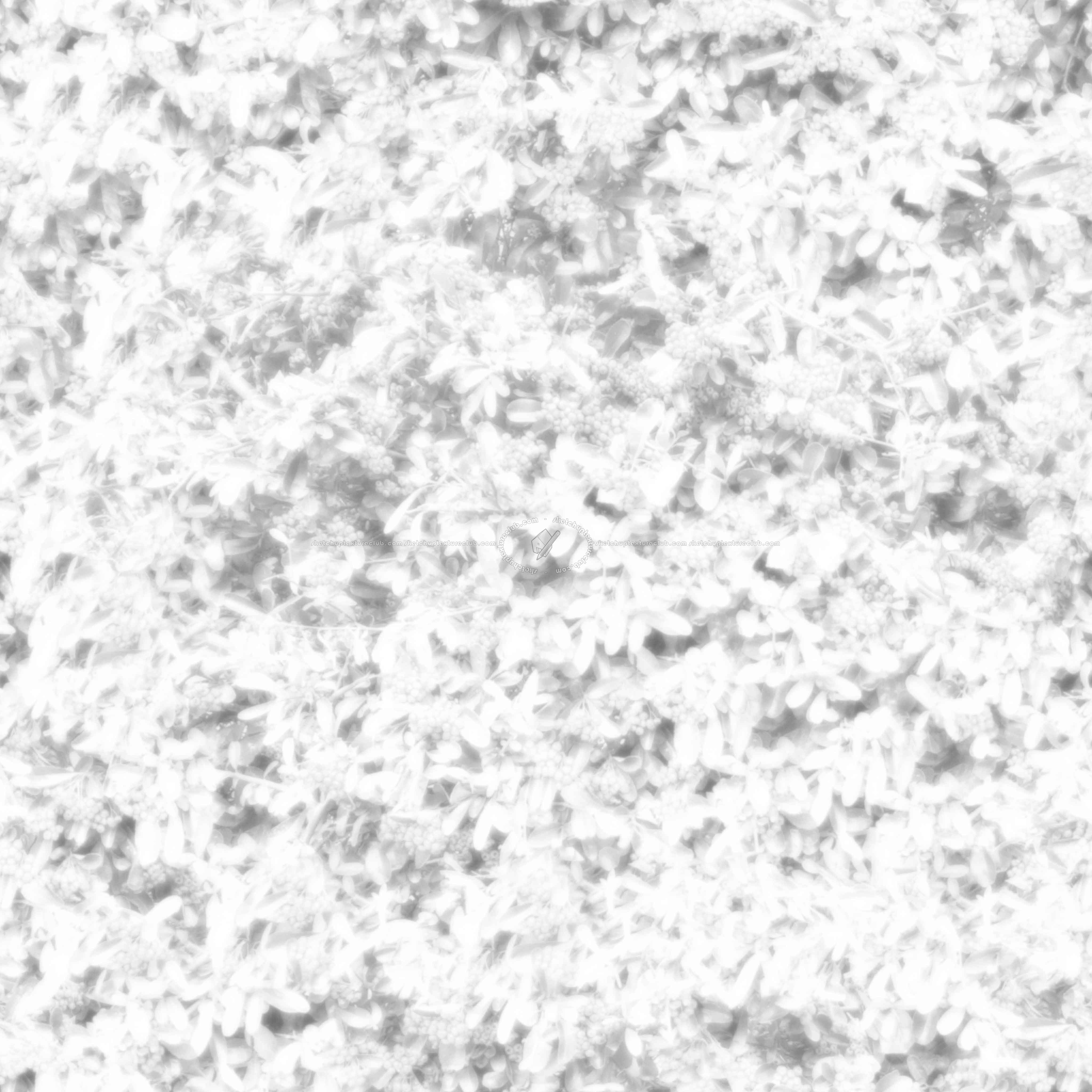 Textures   -   NATURE ELEMENTS   -   VEGETATION   -   Hedges  - pyracantha hedge PBR texture-seamless 22174 - Ambient occlusion