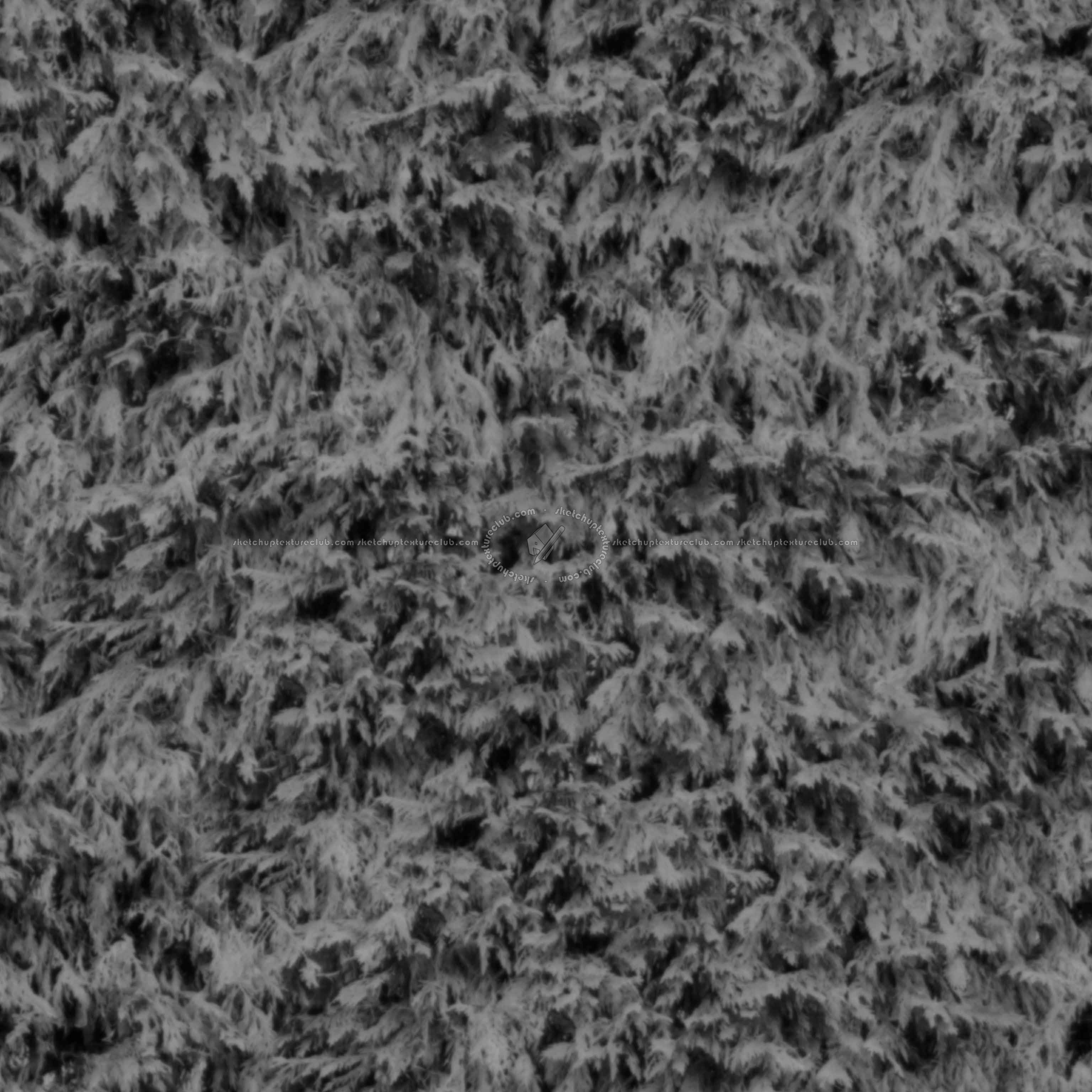 Textures   -   NATURE ELEMENTS   -   VEGETATION   -   Hedges  - damaged cypress hedge PBR texture seamless 22175 - Displacement