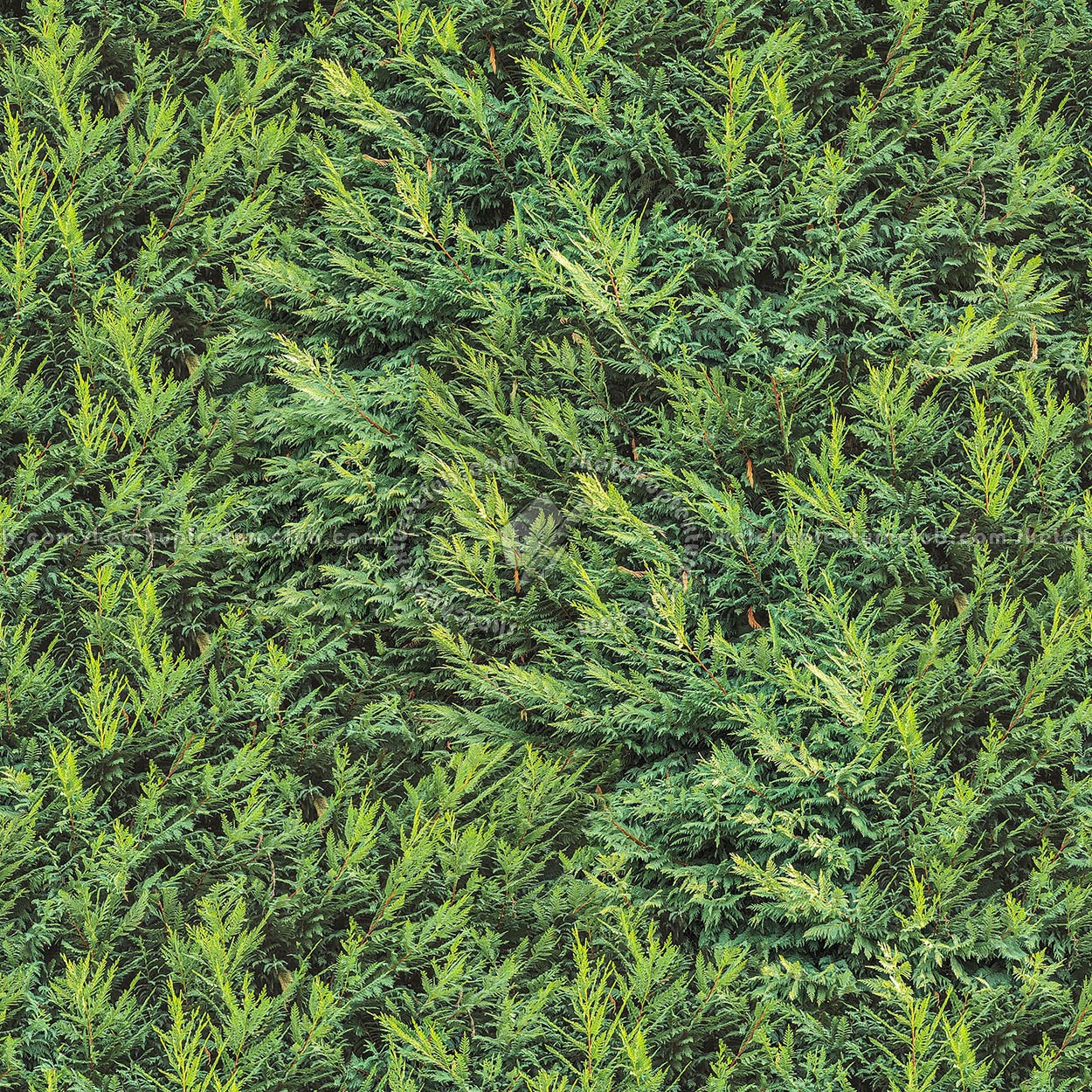 Textures   -   NATURE ELEMENTS   -   VEGETATION   -   Hedges  - Cypress hedge PBR texture seamless 22176 (seamless)