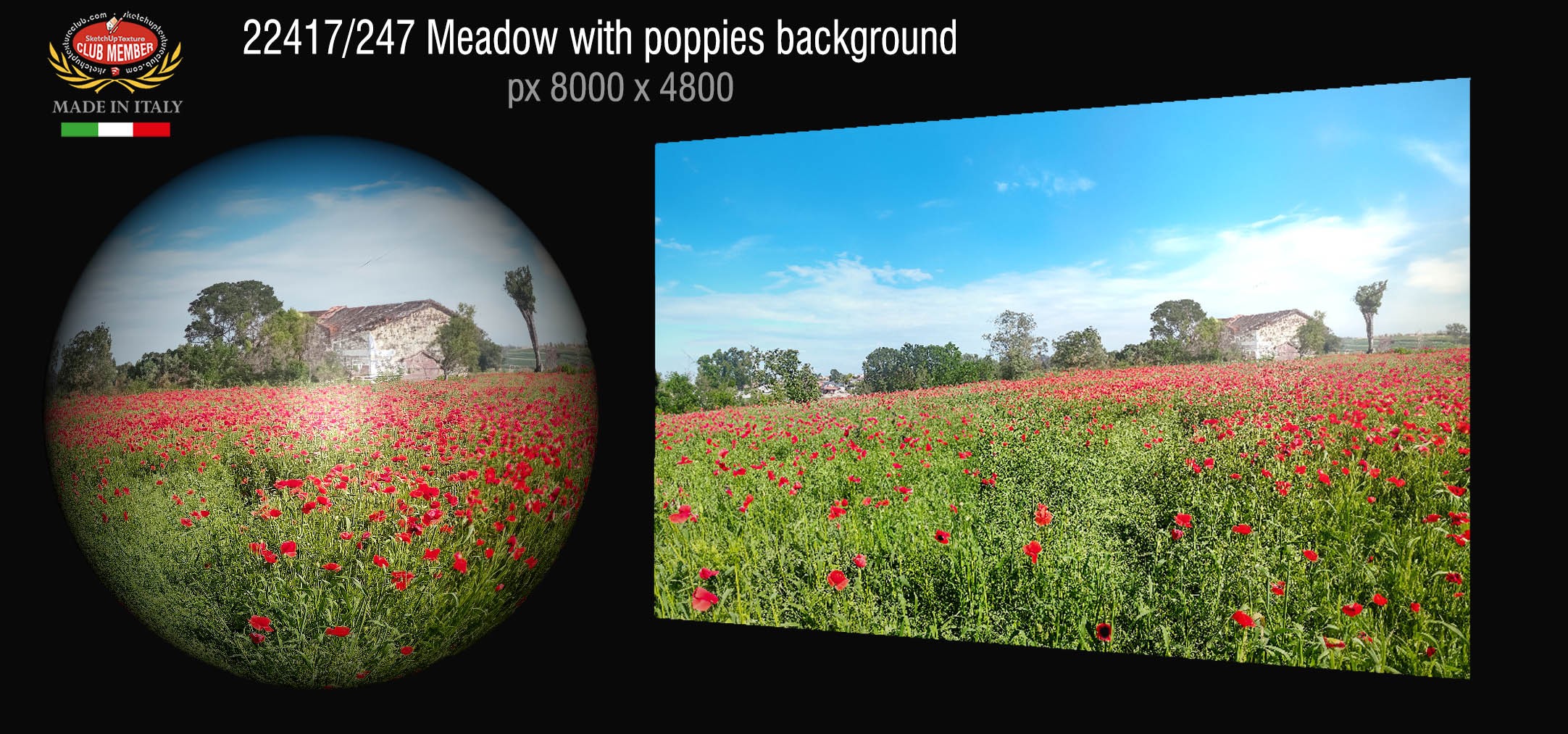 22417_247 Meadow with poppies background