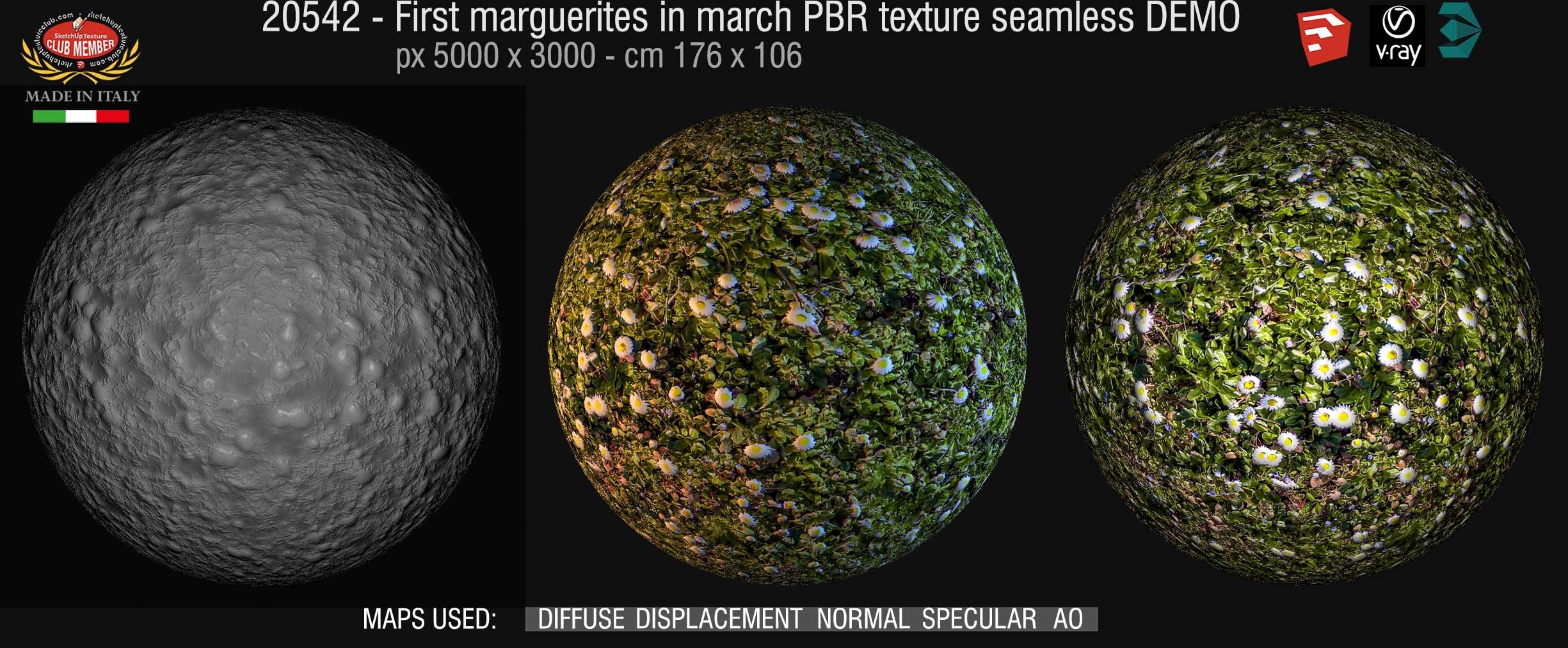 20542 first marguerites in March PBR texture seamless DEMO
