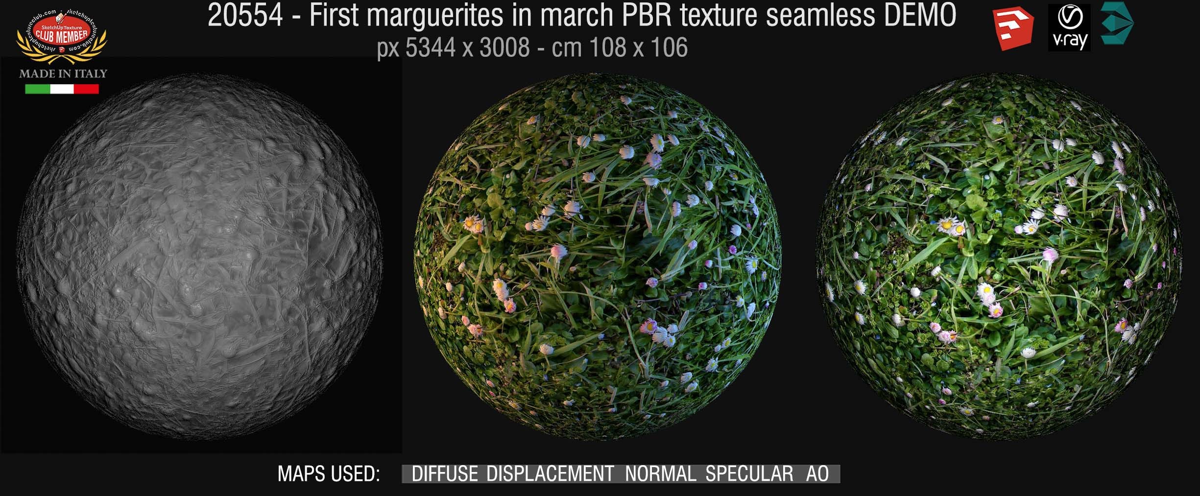 20554 First marguerites in march PBR texture seamless DEMO
