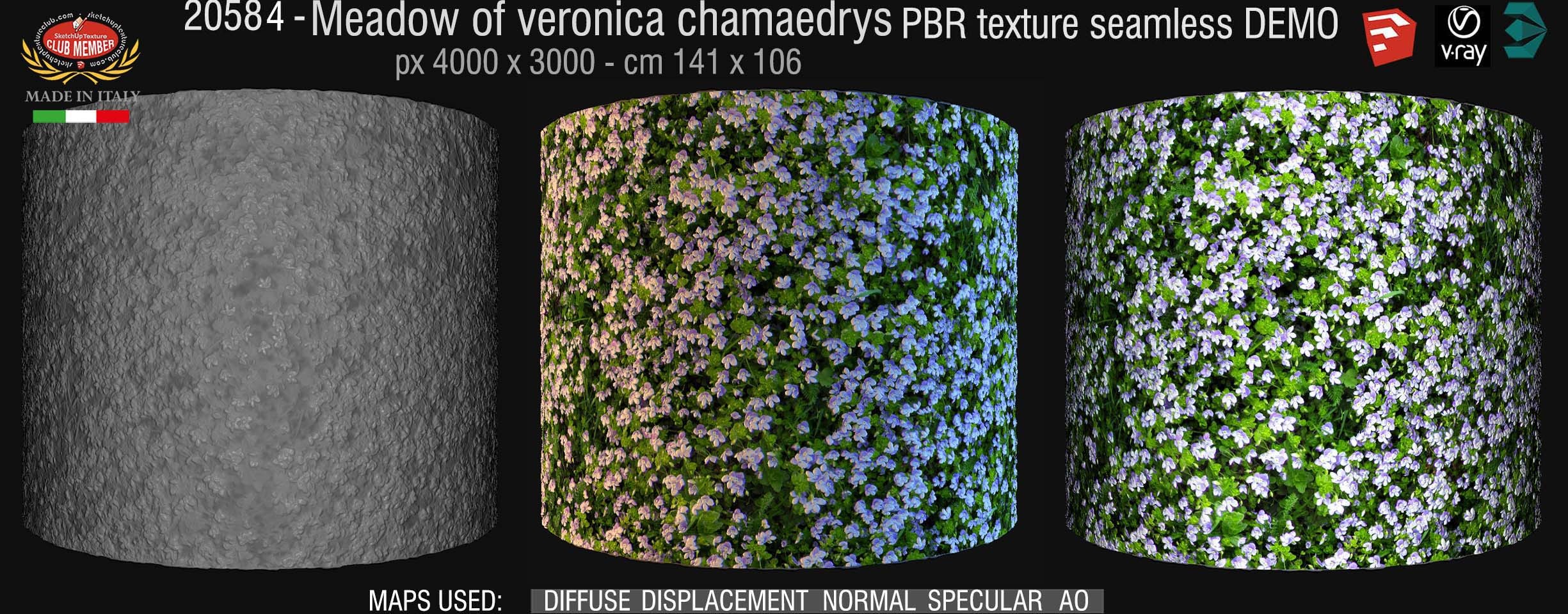 20584 meadow of Veronica chamaedrys PBR texture seamless demo