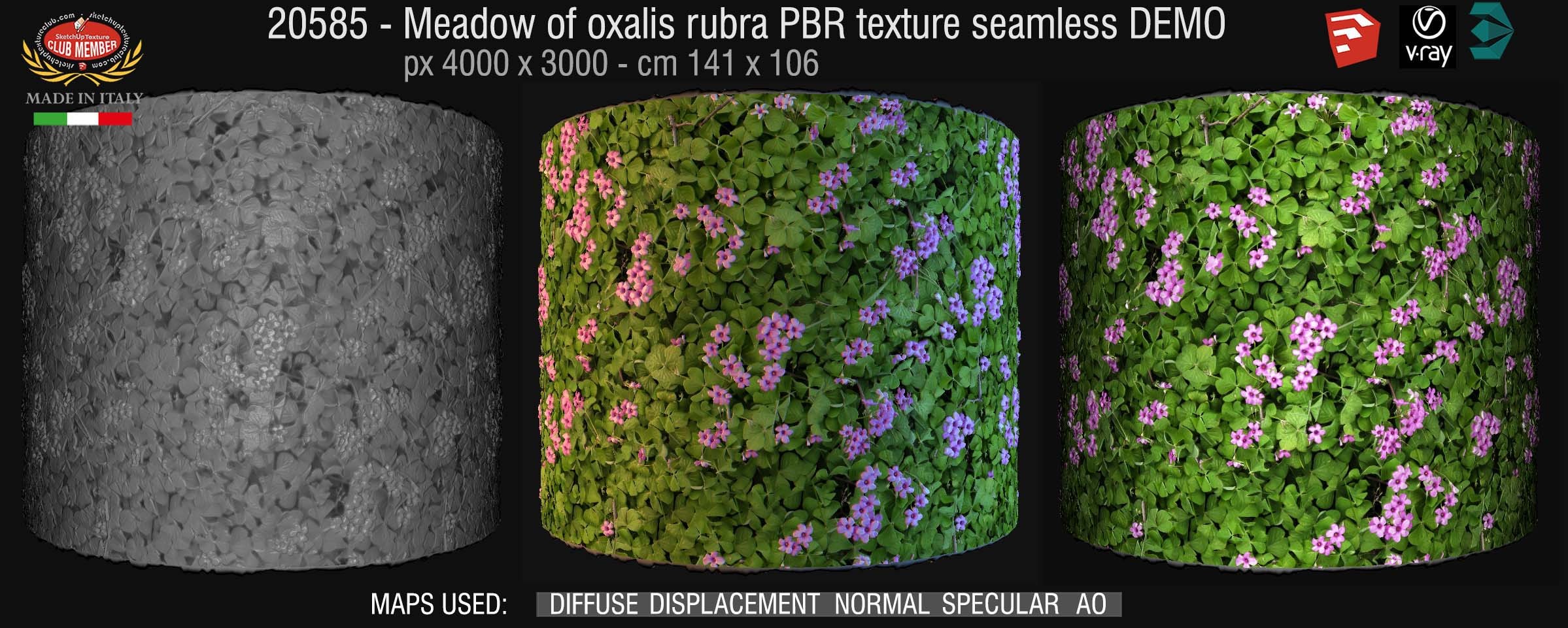 20585 Meadow of oxalis rubra PBR texture seamless DEMO