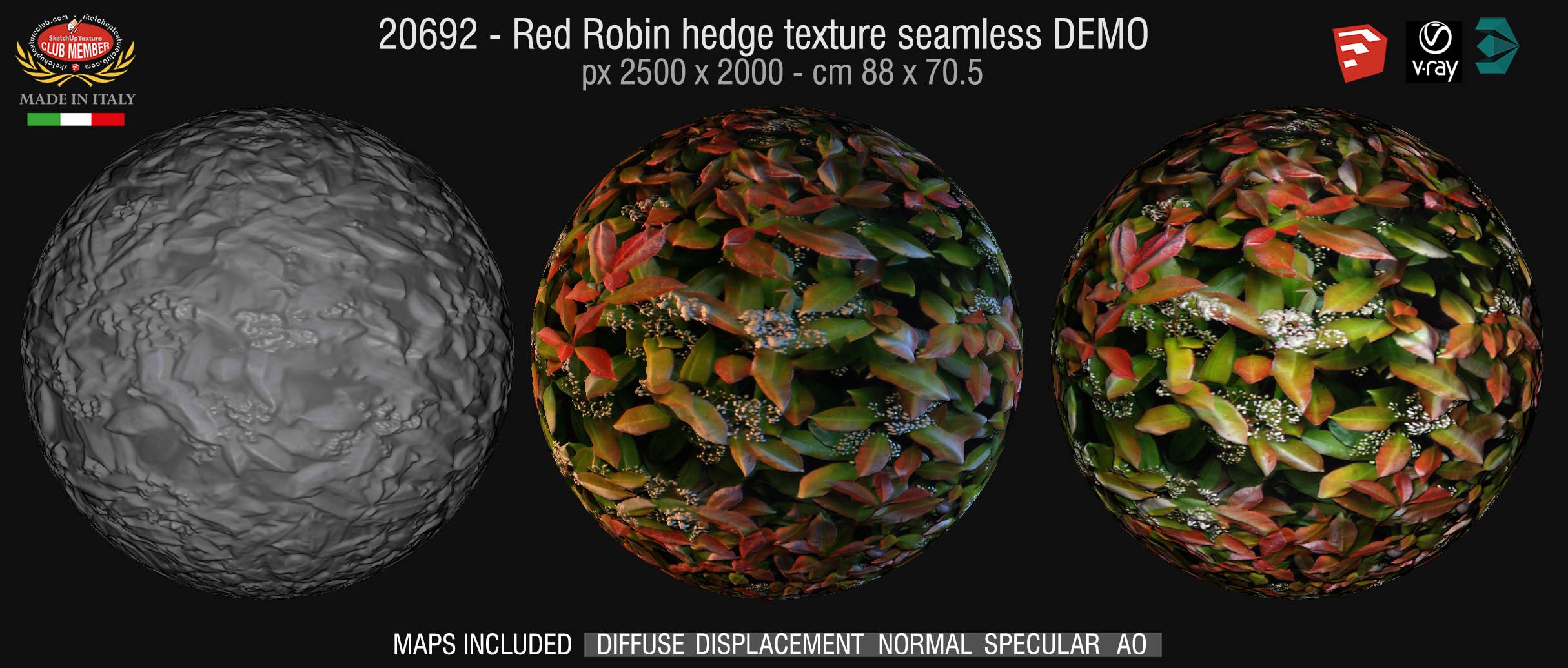 20692 Red robin hedge texture DEMO