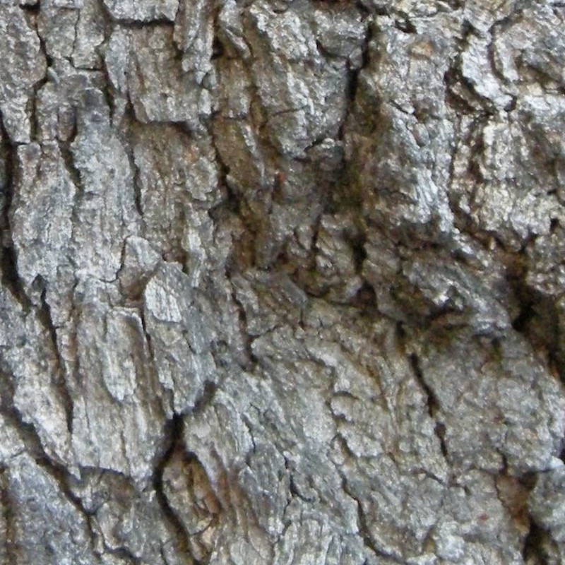 Textures   -   NATURE ELEMENTS   -   BARK  - Bark texture seamless 12307 - HR Full resolution preview demo