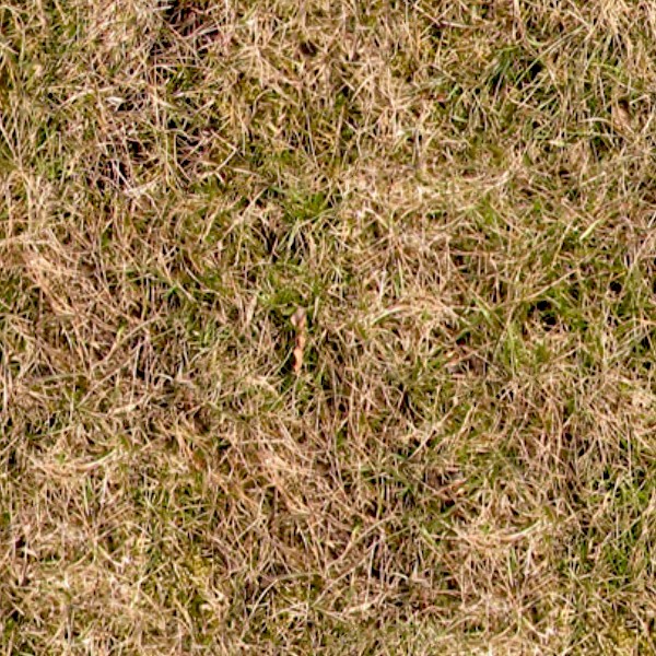Textures   -   NATURE ELEMENTS   -   VEGETATION   -   Dry grass  - Dry grass texture seamless 12913 - HR Full resolution preview demo