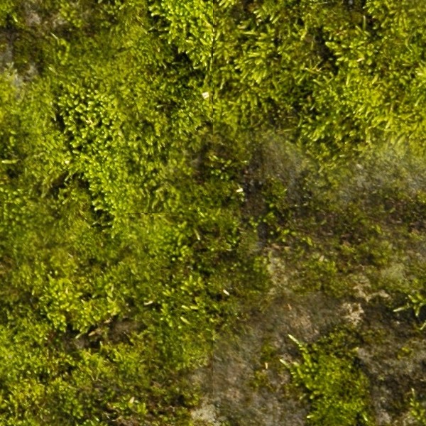 Moss Texture Seamless