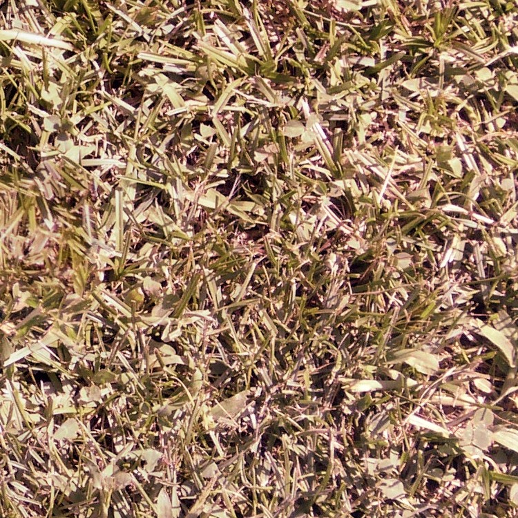 Textures   -   NATURE ELEMENTS   -   VEGETATION   -   Dry grass  - Dry grass texture seamless 12914 - HR Full resolution preview demo