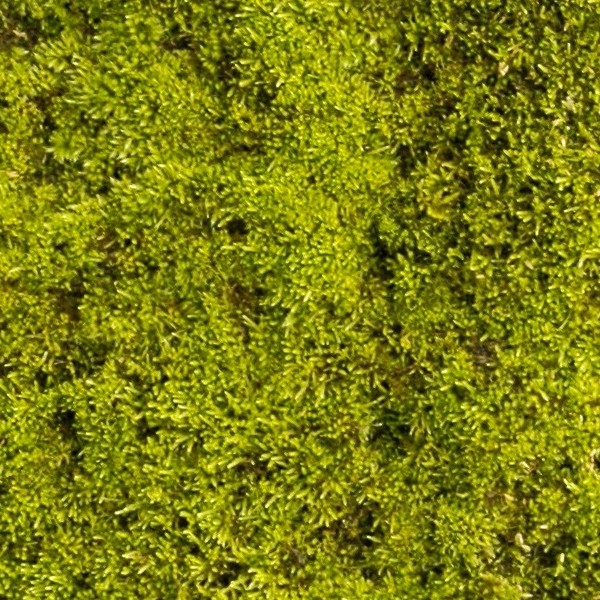 Textures   -   NATURE ELEMENTS   -   VEGETATION   -   Moss  - Moss texture seamless 13153 - HR Full resolution preview demo