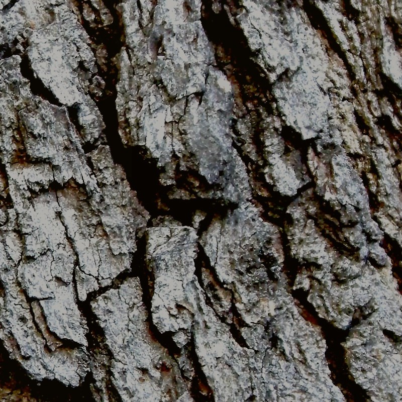 Textures   -   NATURE ELEMENTS   -   BARK  - Bark texture seamless 12309 - HR Full resolution preview demo