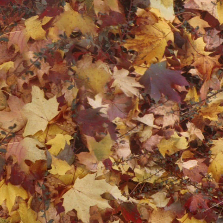 Textures   -   NATURE ELEMENTS   -   VEGETATION   -   Leaves dead  - Leaves dead texture seamless 13118 - HR Full resolution preview demo