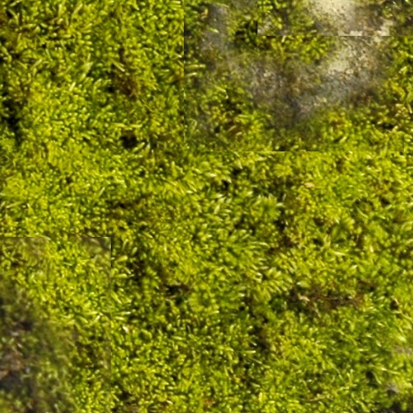 Textures   -   NATURE ELEMENTS   -   VEGETATION   -   Moss  - Moss texture seamless 13154 - HR Full resolution preview demo