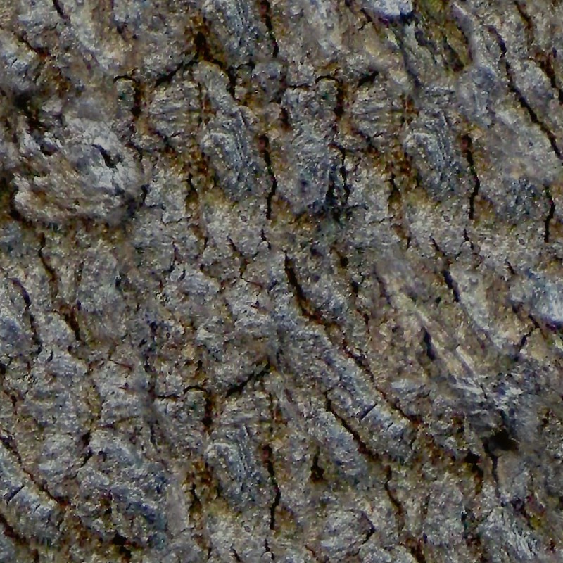 Textures   -   NATURE ELEMENTS   -   BARK  - Bark texture seamless 12310 - HR Full resolution preview demo