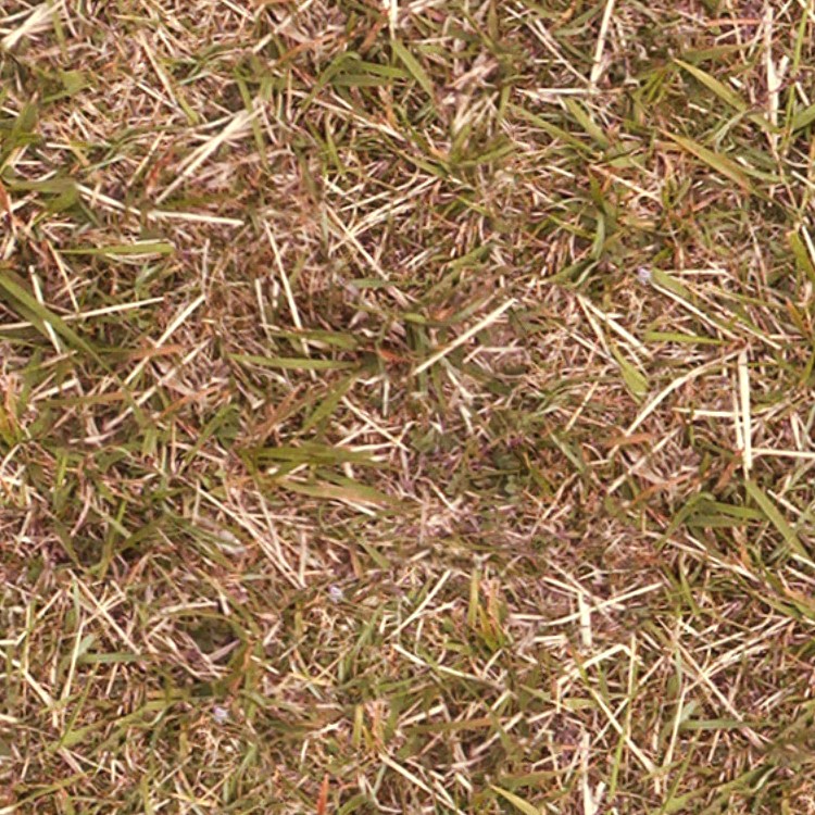 Textures   -   NATURE ELEMENTS   -   VEGETATION   -   Dry grass  - Dry grass texture seamless 12916 - HR Full resolution preview demo