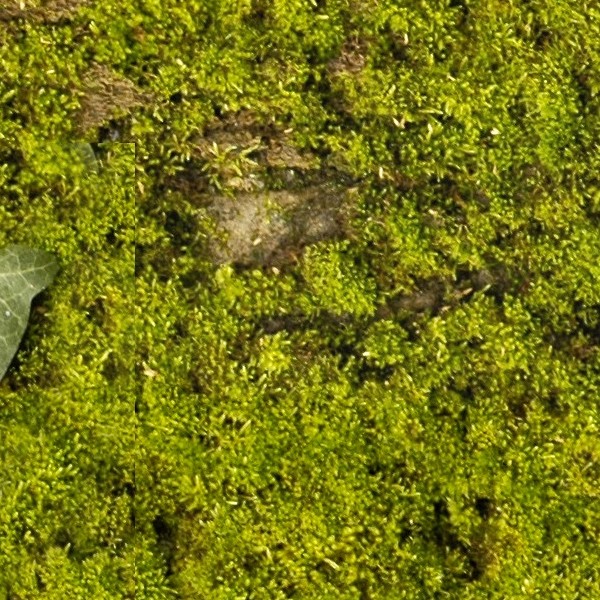 Textures   -   NATURE ELEMENTS   -   VEGETATION   -   Moss  - Moss texture seamless 13155 - HR Full resolution preview demo