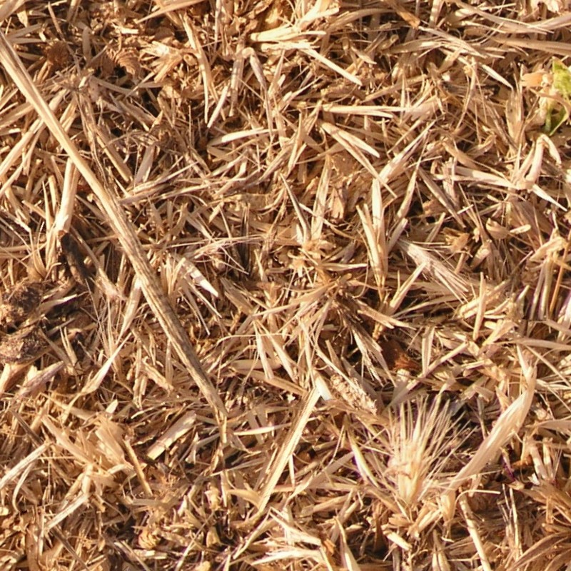 Textures   -   NATURE ELEMENTS   -   VEGETATION   -   Dry grass  - Dry grass texture seamless 12917 - HR Full resolution preview demo