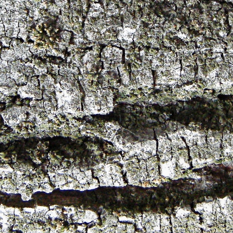 Textures   -   NATURE ELEMENTS   -   BARK  - Bark texture seamless 12312 - HR Full resolution preview demo