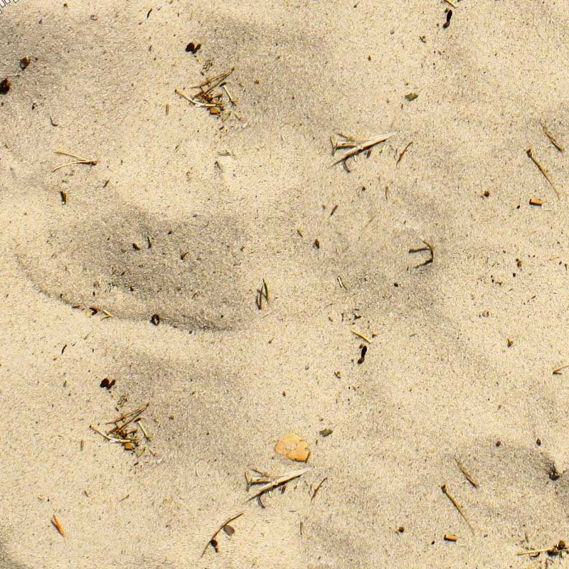 Textures   -   NATURE ELEMENTS   -   SAND  - Beach sand texture seamless 20659 - HR Full resolution preview demo