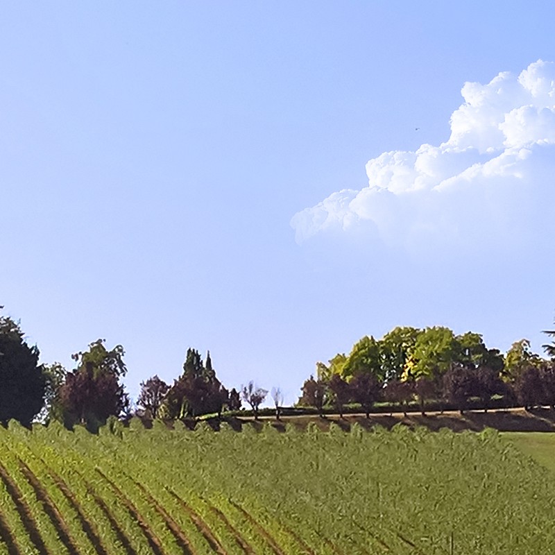 Textures   -   BACKGROUNDS &amp; LANDSCAPES   -   NATURE   -   Vineyards  - Italy vineyards background 17729 - HR Full resolution preview demo