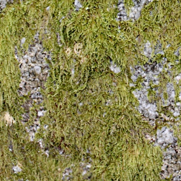 Textures   -   NATURE ELEMENTS   -   VEGETATION   -   Moss  - Moss texture seamless 13158 - HR Full resolution preview demo