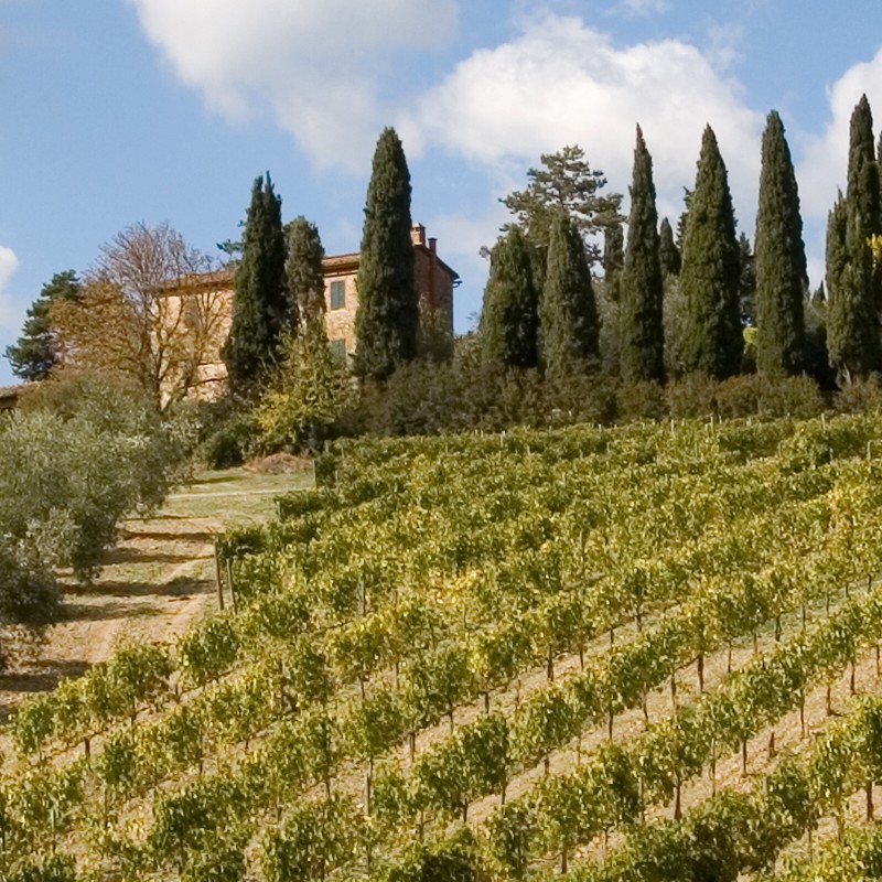 Textures   -   BACKGROUNDS &amp; LANDSCAPES   -   NATURE   -   Vineyards  - Italy tuscany vineyards background 17730 - HR Full resolution preview demo