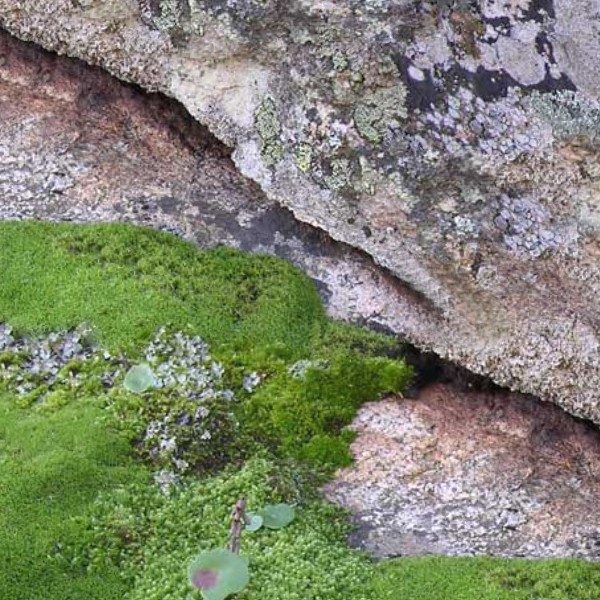 Textures   -   NATURE ELEMENTS   -   VEGETATION   -   Moss  - Rock moss texture seamless 13159 - HR Full resolution preview demo