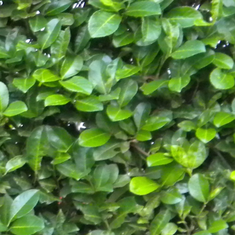 Textures   -   NATURE ELEMENTS   -   VEGETATION   -   Hedges  - Green hedge texture seamless 13075 - HR Full resolution preview demo