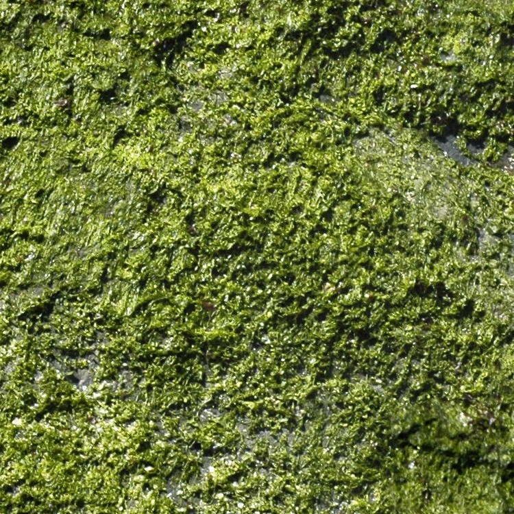 Textures   -   NATURE ELEMENTS   -   VEGETATION   -   Moss  - Wet moss texture seamless 13160 - HR Full resolution preview demo
