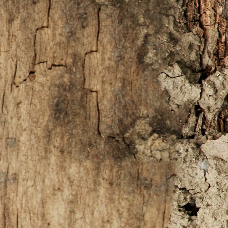 Textures   -   NATURE ELEMENTS   -   BARK  - Bark texture seamless 12316 - HR Full resolution preview demo