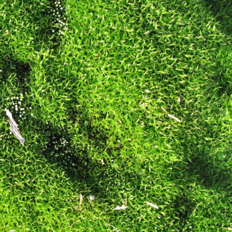 Textures   -   NATURE ELEMENTS   -   VEGETATION   -   Moss  - Moss texture seamless 13161 - HR Full resolution preview demo