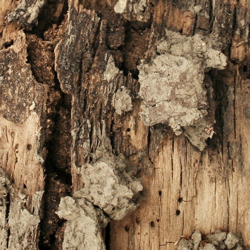 Textures   -   NATURE ELEMENTS   -   BARK  - Bark texture seamless 12317 - HR Full resolution preview demo