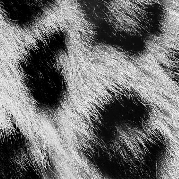 Textures   -   MATERIALS   -   FUR ANIMAL  - Gray leopard faux fake fur animal texture seamless 09561 - HR Full resolution preview demo