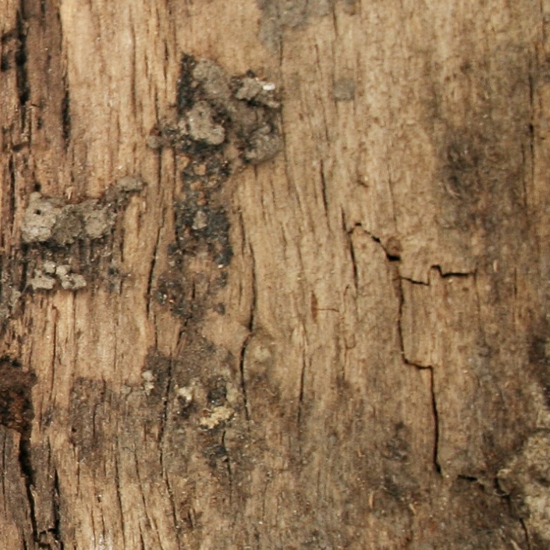 Textures   -   NATURE ELEMENTS   -   BARK  - Bark texture seamless 12318 - HR Full resolution preview demo