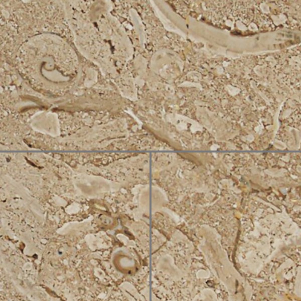 Textures   -   ARCHITECTURE   -   TILES INTERIOR   -   Marble tiles   -   Brown  - Breccia sardinia brown marble tile texture seamless 14190 - HR Full resolution preview demo