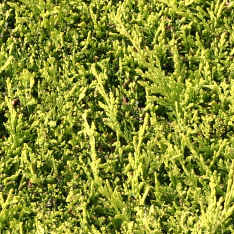 Textures   -   NATURE ELEMENTS   -   VEGETATION   -   Green grass  - Green grass texture seamless 12978 - HR Full resolution preview demo