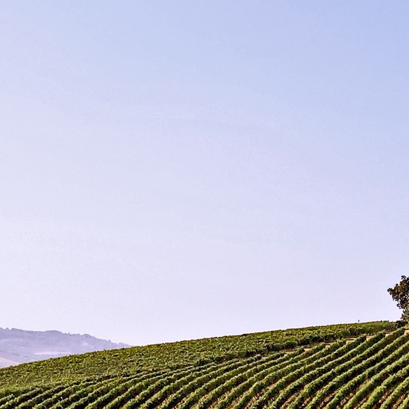 Textures   -   BACKGROUNDS &amp; LANDSCAPES   -   NATURE   -   Vineyards  - Italy vineyards background 17734 - HR Full resolution preview demo