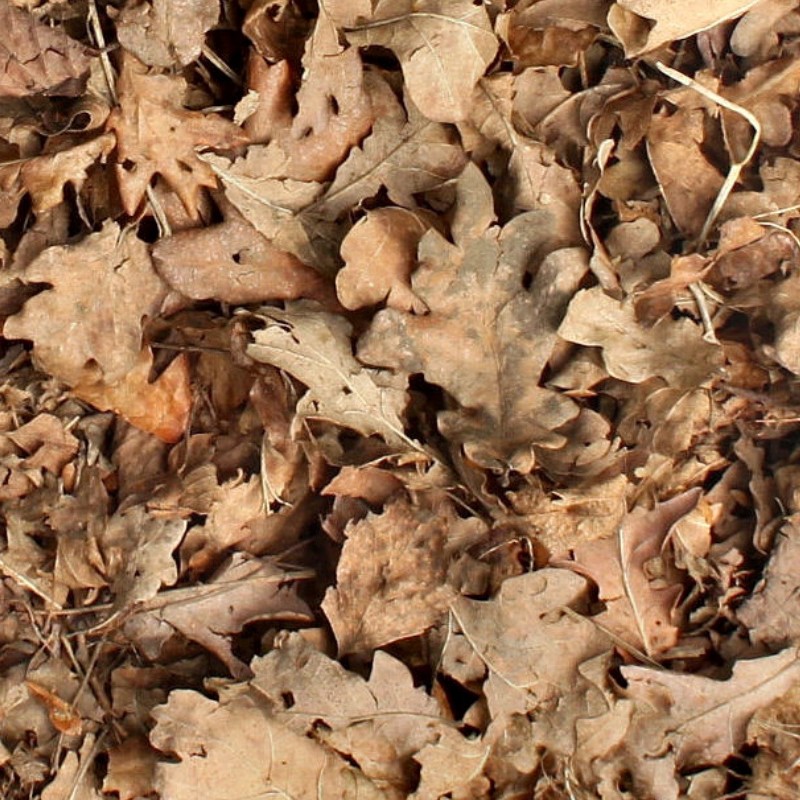 Textures   -   NATURE ELEMENTS   -   VEGETATION   -   Leaves dead  - Leaves dead texture seamless 13127 - HR Full resolution preview demo
