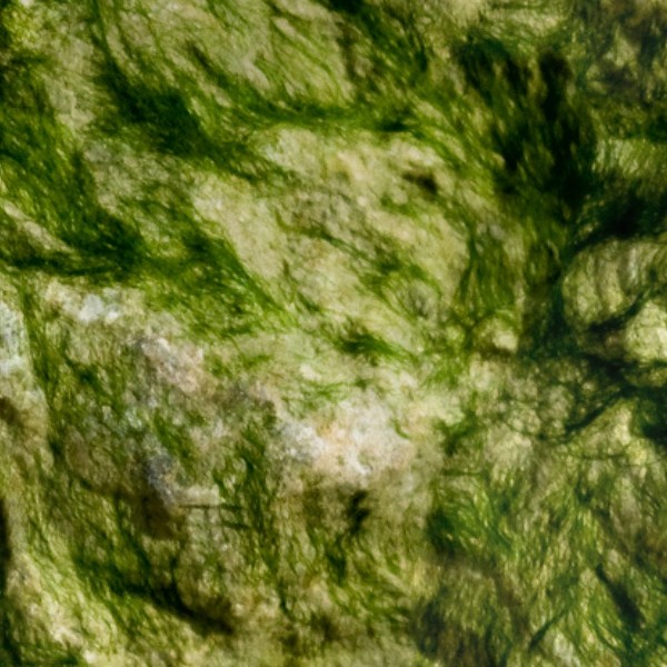 Textures   -   NATURE ELEMENTS   -   VEGETATION   -   Moss  - Moss texture seamless 13163 - HR Full resolution preview demo