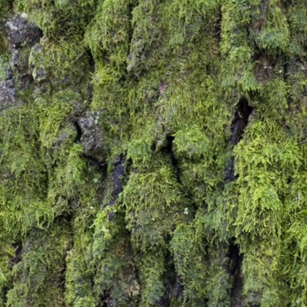 Textures   -   NATURE ELEMENTS   -   VEGETATION   -   Moss  - Bark moss texture seamless 13164 - HR Full resolution preview demo