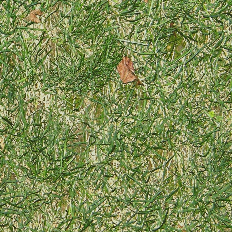 Textures   -   NATURE ELEMENTS   -   VEGETATION   -   Green grass  - Green grass texture seamless 12979 - HR Full resolution preview demo