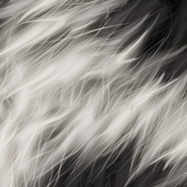 Textures   -   MATERIALS   -   FUR ANIMAL  - Faux fake fur animal texture seamless 09564 - HR Full resolution preview demo