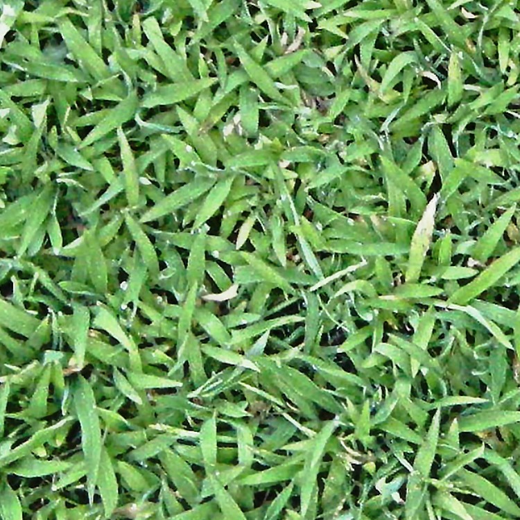 Textures   -   NATURE ELEMENTS   -   VEGETATION   -   Green grass  - Green grass texture seamless 12981 - HR Full resolution preview demo