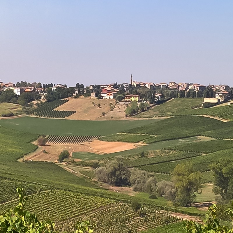 Textures   -   BACKGROUNDS &amp; LANDSCAPES   -   NATURE   -   Vineyards  - Italy vineyards background 17737 - HR Full resolution preview demo