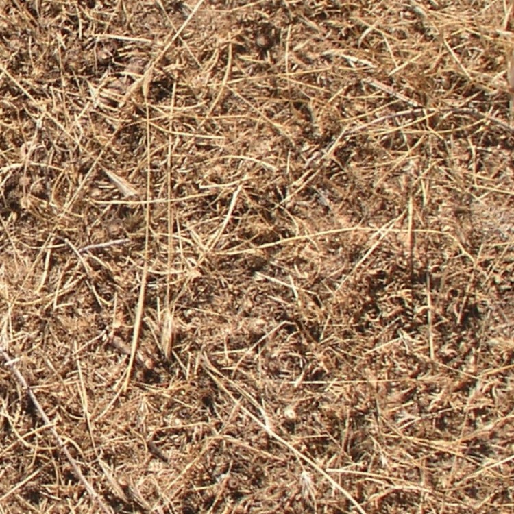 Textures   -   NATURE ELEMENTS   -   VEGETATION   -   Dry grass  - Dry grass texture seamless 12928 - HR Full resolution preview demo