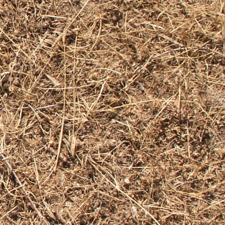 Textures   -   NATURE ELEMENTS   -   VEGETATION   -   Dry grass  - Dry grass texture seamless 12928 - HR Full resolution preview demo